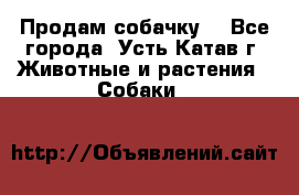 Продам собачку  - Все города, Усть-Катав г. Животные и растения » Собаки   